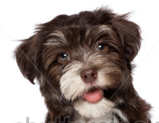 Affordable Dipn Clip Mobile Dog Grooming |  | Mooroopna VIC 3629, Australia | 0412486151 OR +61 412 486 151