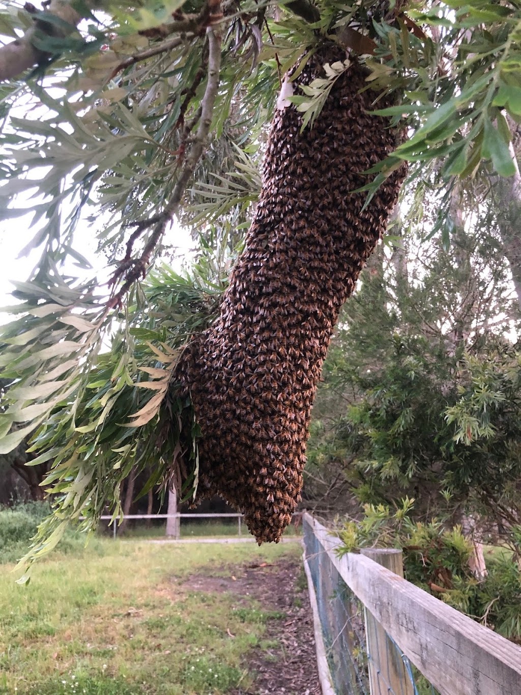 Tarnagulla Honey | 159 Hendersons Rd, Bittern VIC 3918, Australia | Phone: 0417 023 927
