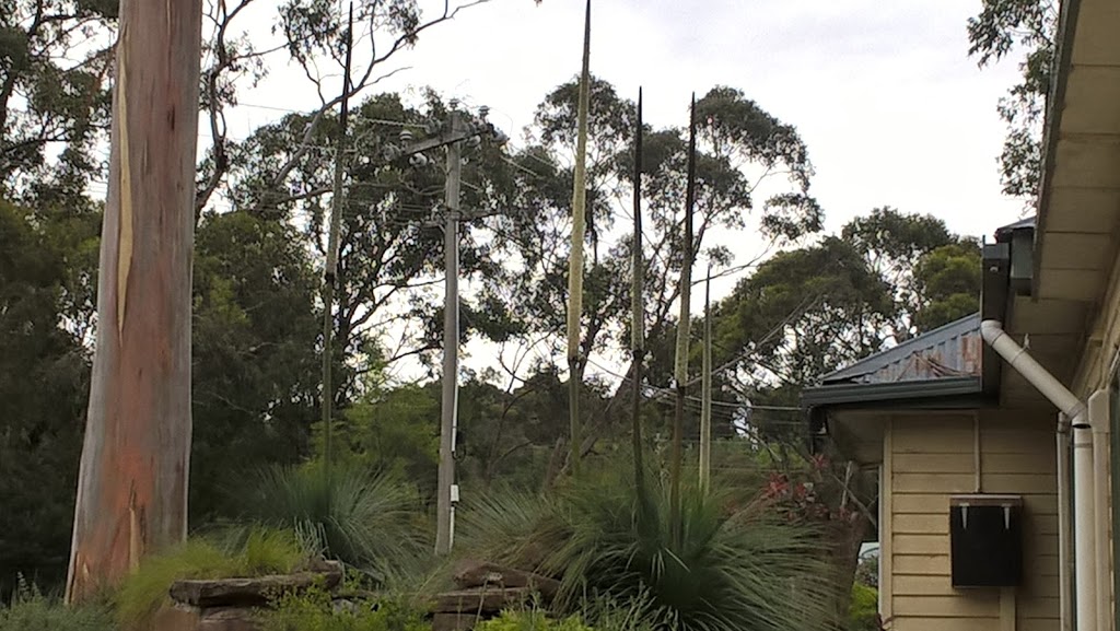 Natural Plantscape Native & Succulent Nursery | 52 Wellington Rd, Wandin North VIC 3139, Australia | Phone: (03) 5964 4494