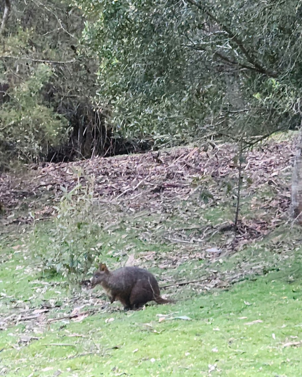 Fern Glade Platypus Reserve | tourist attraction | Fernglade Rd, Stowport TAS 7321, Australia | 1300827727 OR +61 1300 827 727