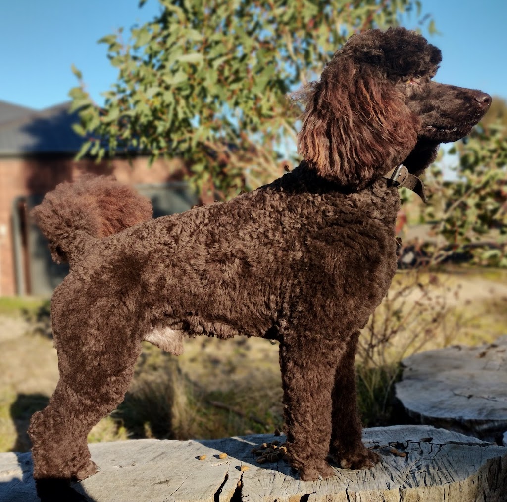 Prestige Stud Dog Services - Cavalier & Poodle Studs | Diggers Rest-Coimadai Rd, Toolern Vale VIC 3337, Australia | Phone: 0421 897 855