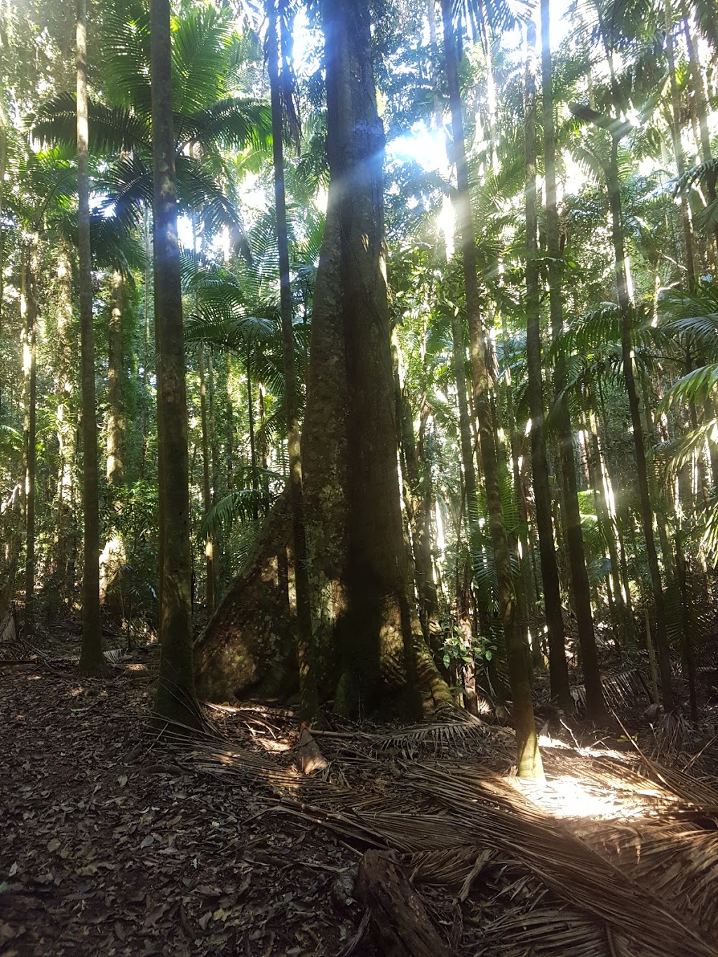 Imbil State Forest 1 | park | Queensland, Australia