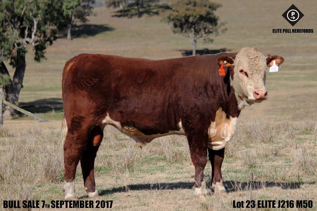 Elite Poll Herefords | food | Eulalia, Waverley Rd, Gundy NSW 2337, Australia | 0265458135 OR +61 2 6545 8135