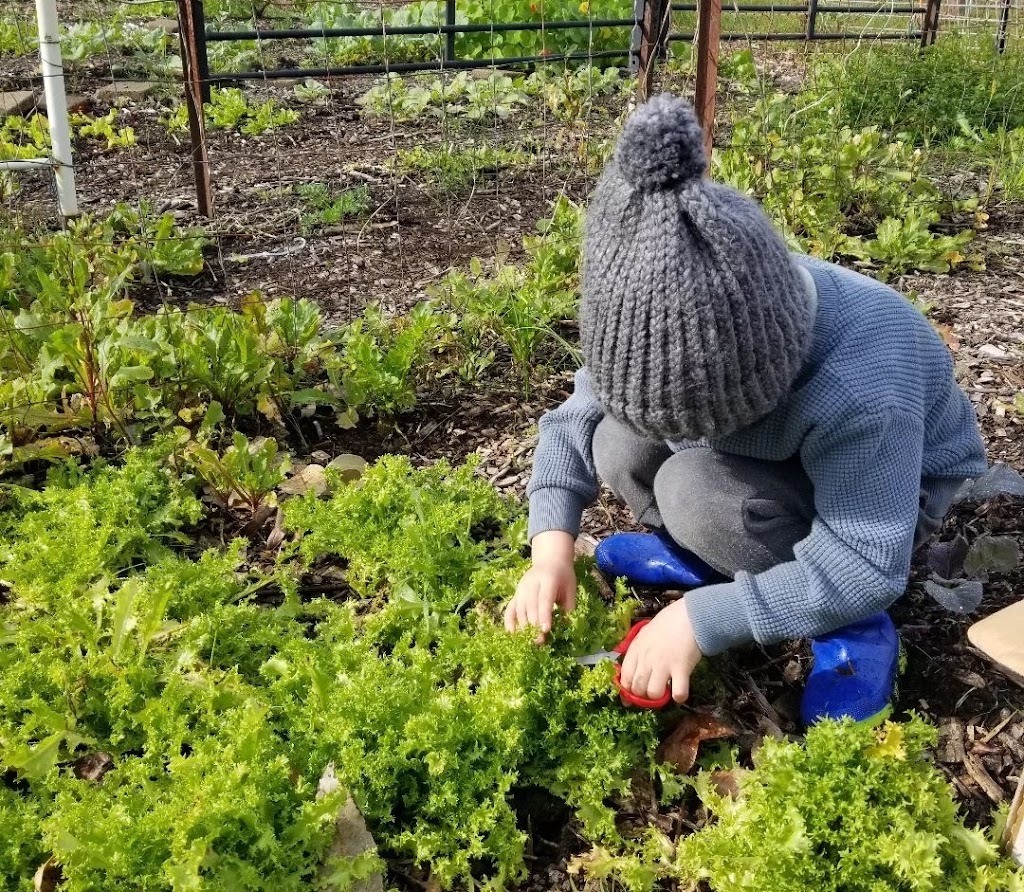 Mustard Seed Small Farm & Photography | 44 Hillside Dr, Glenning Valley NSW 2261, Australia | Phone: 0457 427 350