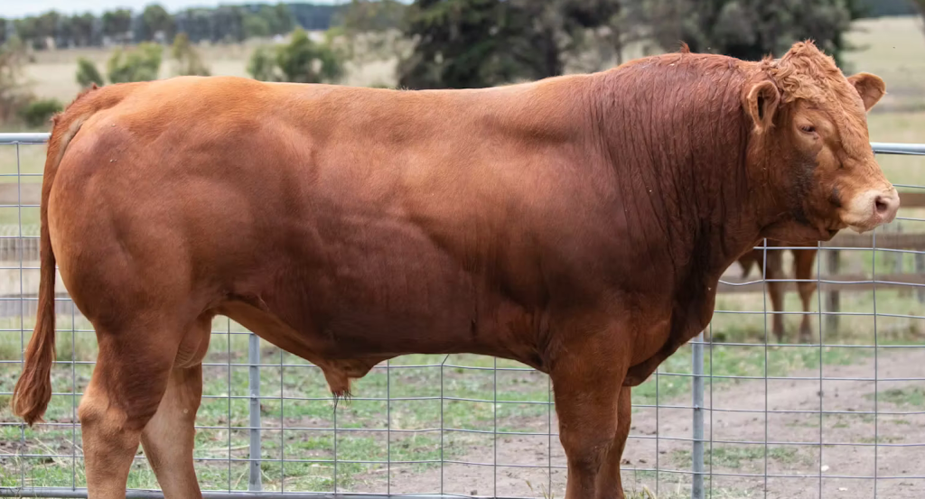 Otway Felix Limousin Stud | 165 Whytcross Ln, Birregurra VIC 3242, Australia | Phone: 0438 289 119