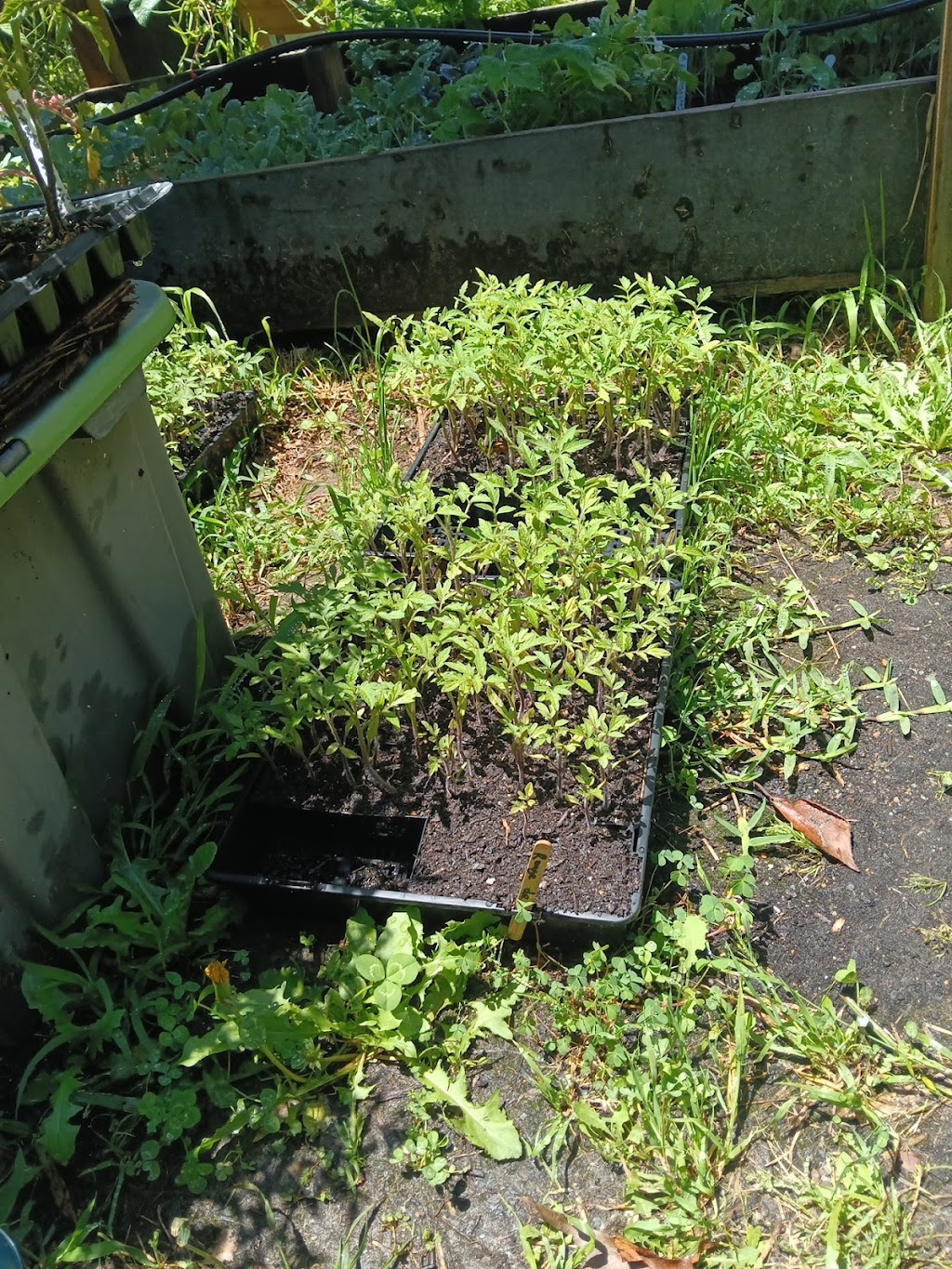 Rosemeadow Veggies Seedlings | 5 Fitzgibbon Ln, Rosemeadow NSW 2560, Australia | Phone: 0412 598 242