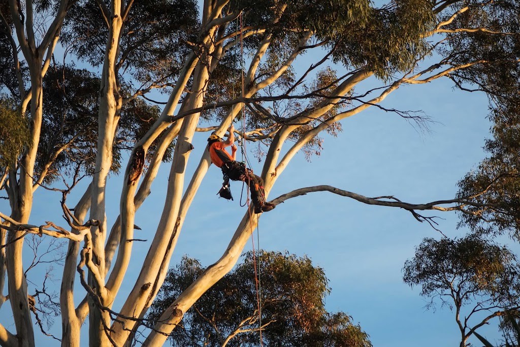 Charlie’s Tree Service | 731 Leslie Rd, Leslie Vale TAS 7054, Australia | Phone: 0428 246 211