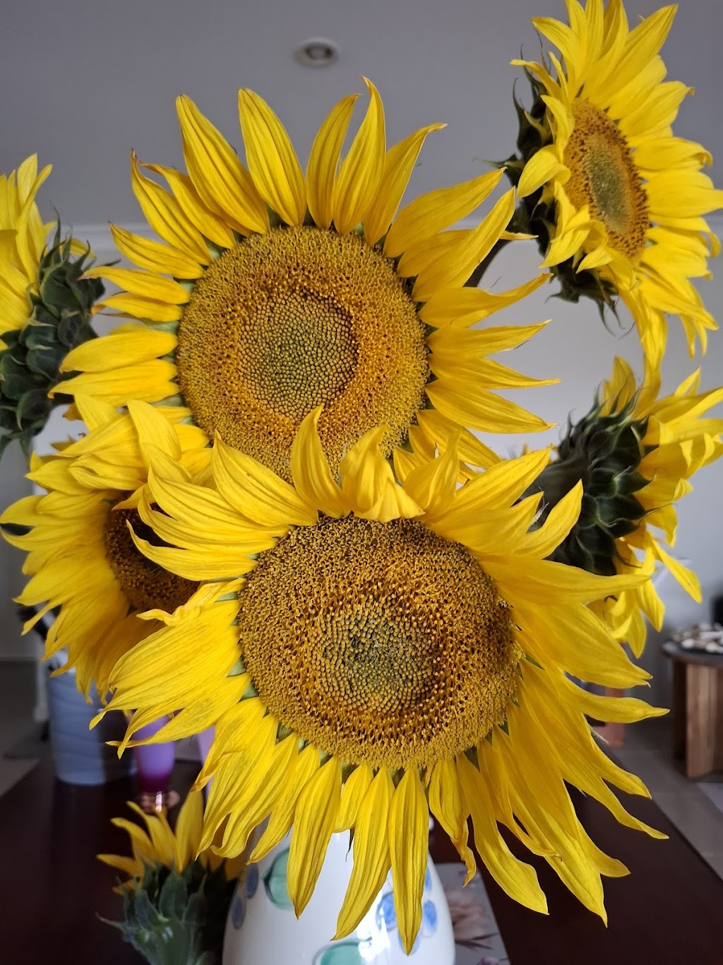 Sunflowers On Kents | 10 Kents Lagoon Rd, Kalbar QLD 4309, Australia | Phone: 0408 789 459