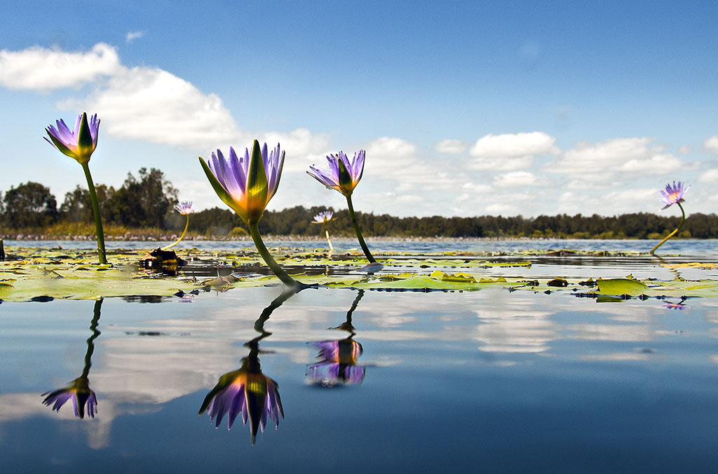 Everglades Eco Safaris |  | 204 Lake Flat Rd, Boreen Point QLD 4565, Australia | 0754853165 OR +61 7 5485 3165