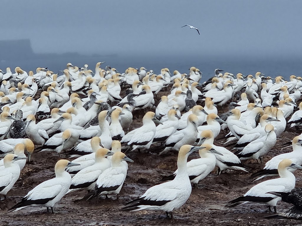 Point Danger Gannet Colony | Portland VIC 3305, Australia | Phone: 1800 035 567