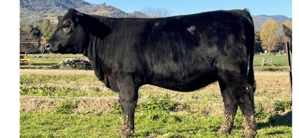 Petandra Angus | 622 The Bucketts Way, Stroud Road NSW 2415, Australia | Phone: 0400 349 966