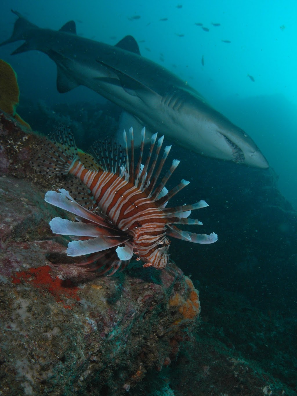 Fish Rock Dive Centre | travel agency | 134 Gregory St, South West Rocks NSW 2431, Australia | 0265666614 OR +61 2 6566 6614