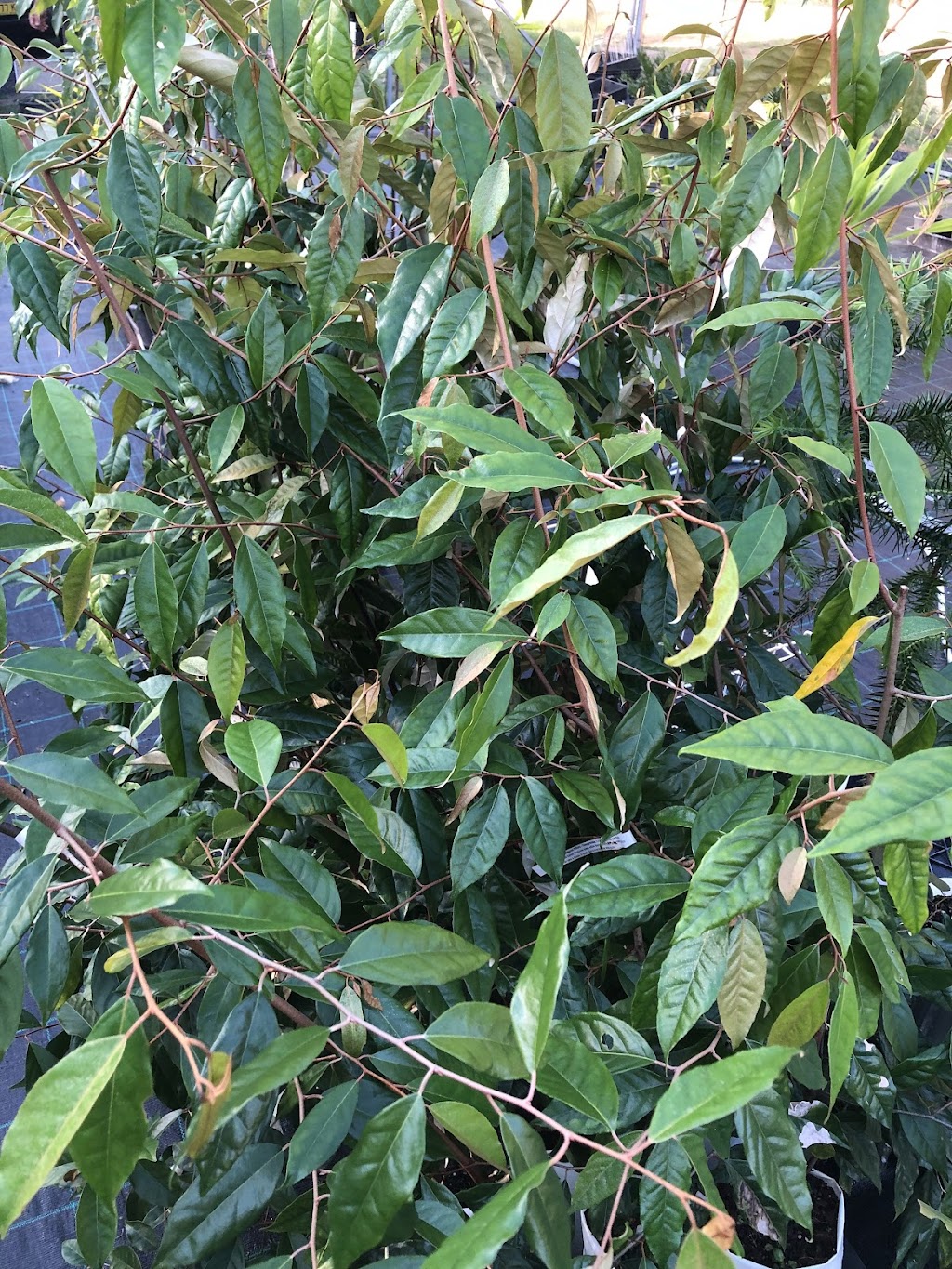 Plumtree Pocket Nursery | 28 Plumtree Pocket, Upper Burringbar NSW 2483, Australia | Phone: 0439 557 438