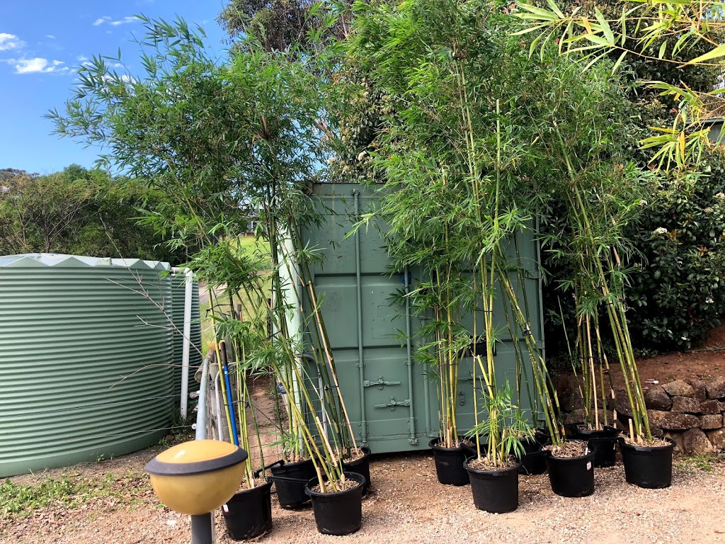 Gracilis Bamboo Sydney | park | 39 Hutchins Cres, Kings Langley NSW 2147, Australia | 0425317395 OR +61 425 317 395