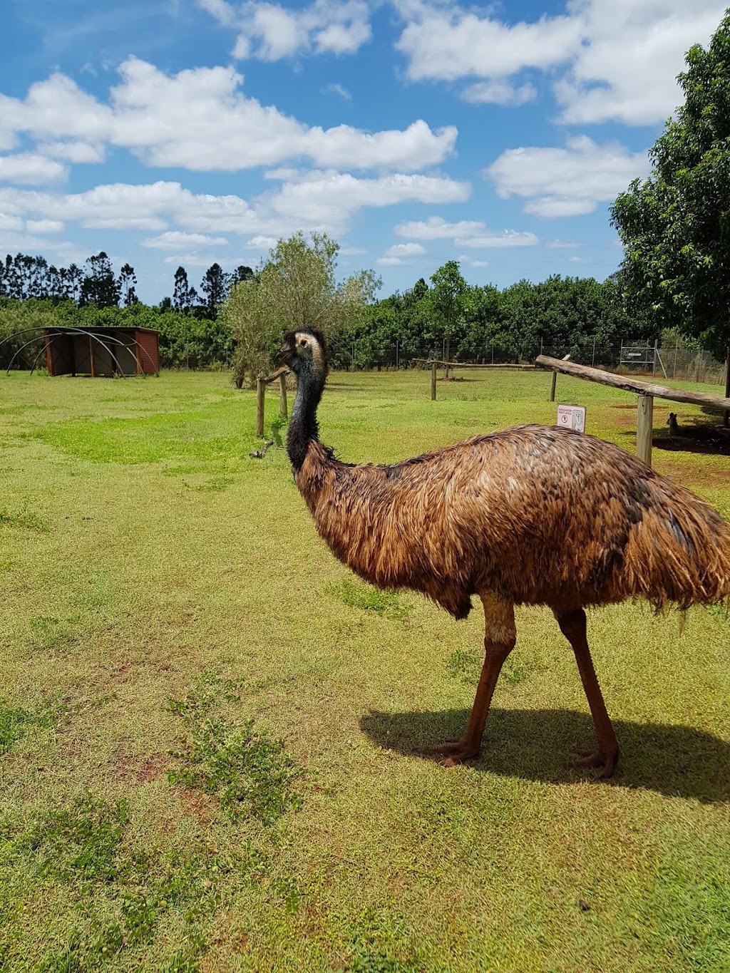 Snakes Downunder Reptile Park and Zoo | 51 Lucketts Rd, Childers QLD 4660, Australia | Phone: (07) 4126 3332