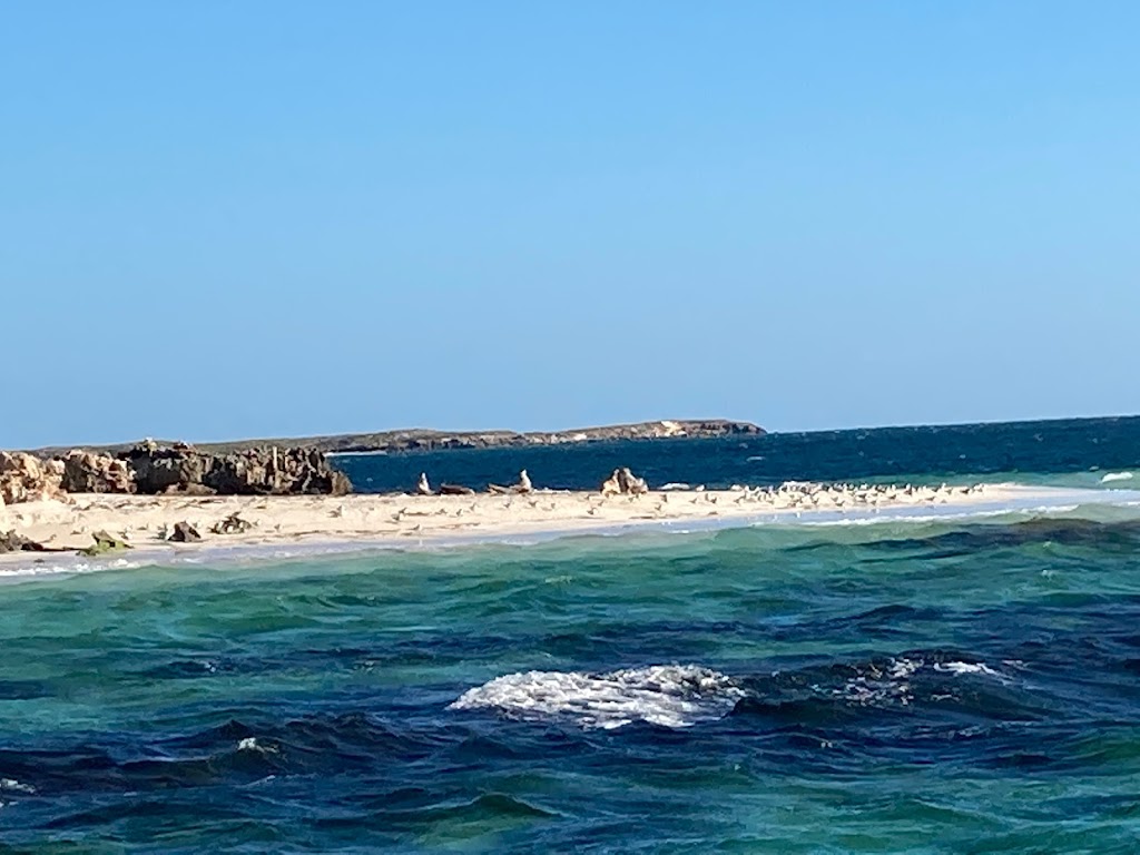 Jurien Bay Oceanic - Sea Lion Tours and Fishing Charters | point of interest | Breakwater Dr, Jurien Bay WA 6516, Australia | 0432806234 OR +61 432 806 234