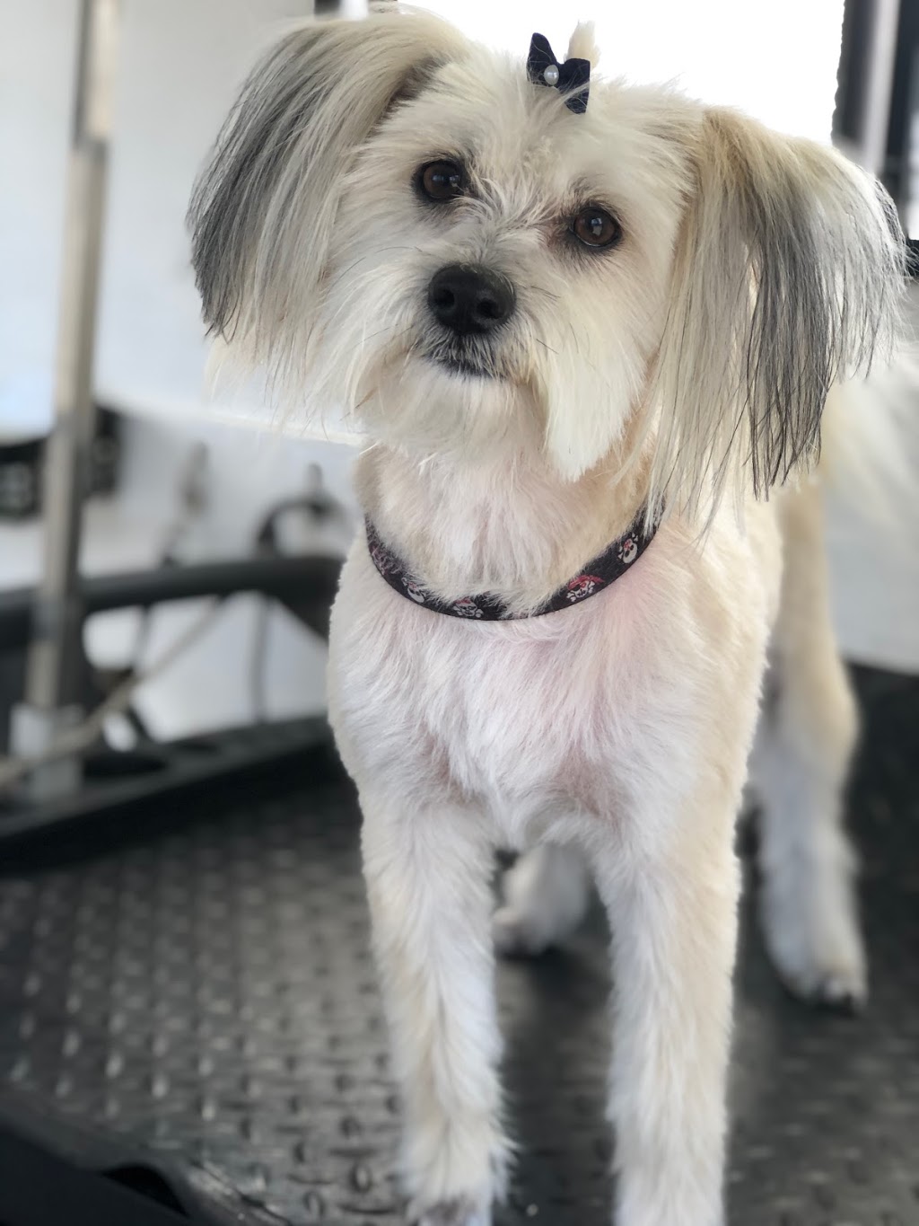 Pooch Parlour Mobile Dog Groomer Agnes Water & Surrounds | 33 Allingham Way, Agnes Water QLD 4677, Australia | Phone: 0400 069 726