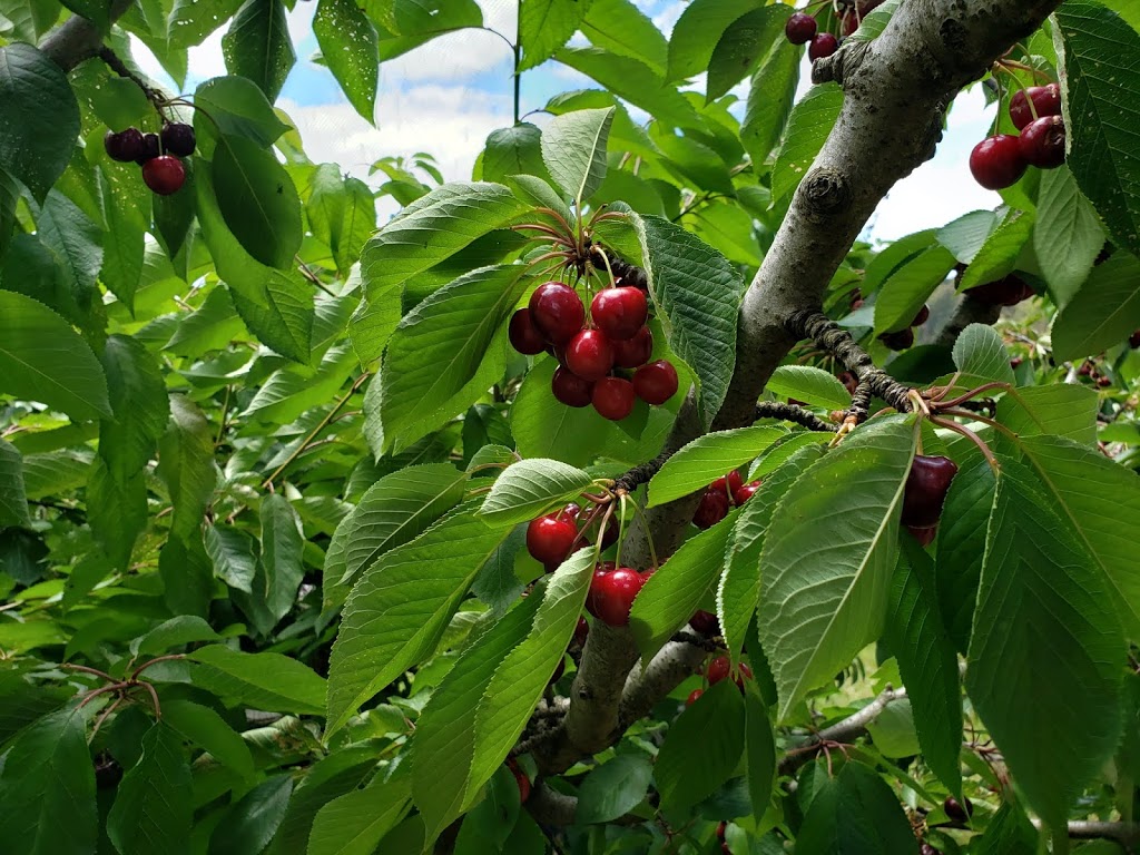 Stella Creek Cherries | 178 Plummers Rd, Forest Range SA 5139, Australia | Phone: 0432 094 469