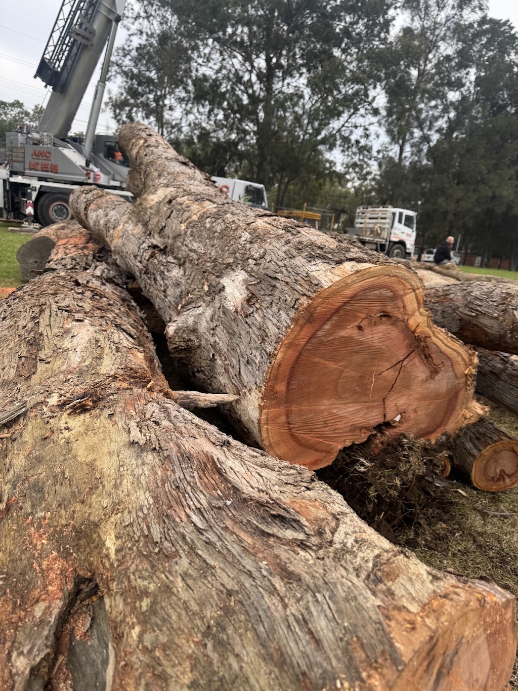 Above All Tree Services | 67 Achilles Rd, Engadine NSW 2233, Australia | Phone: 0412 708 072
