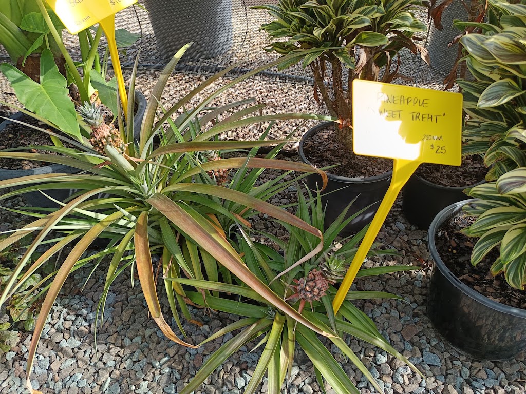 Rutters Road Nursery -Wholesale Only | 196 Rutters Rd, Elimbah QLD 4516, Australia | Phone: 0416 122 857