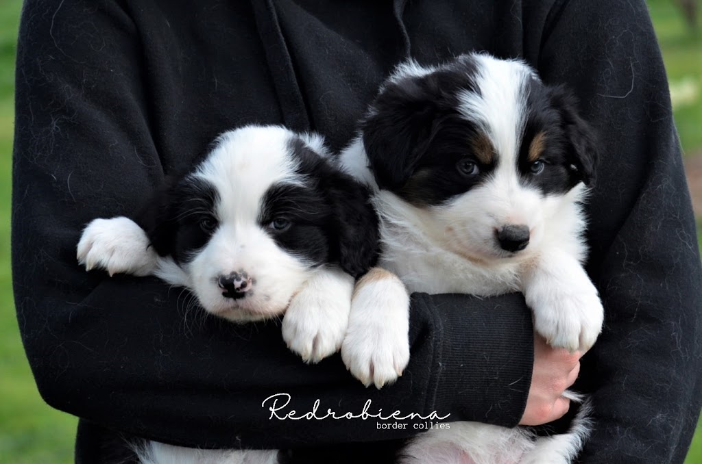 Redrobiena Border Collies |  | Rochester road, Rochester VIC 3561, Australia | 0418807158 OR +61 418 807 158