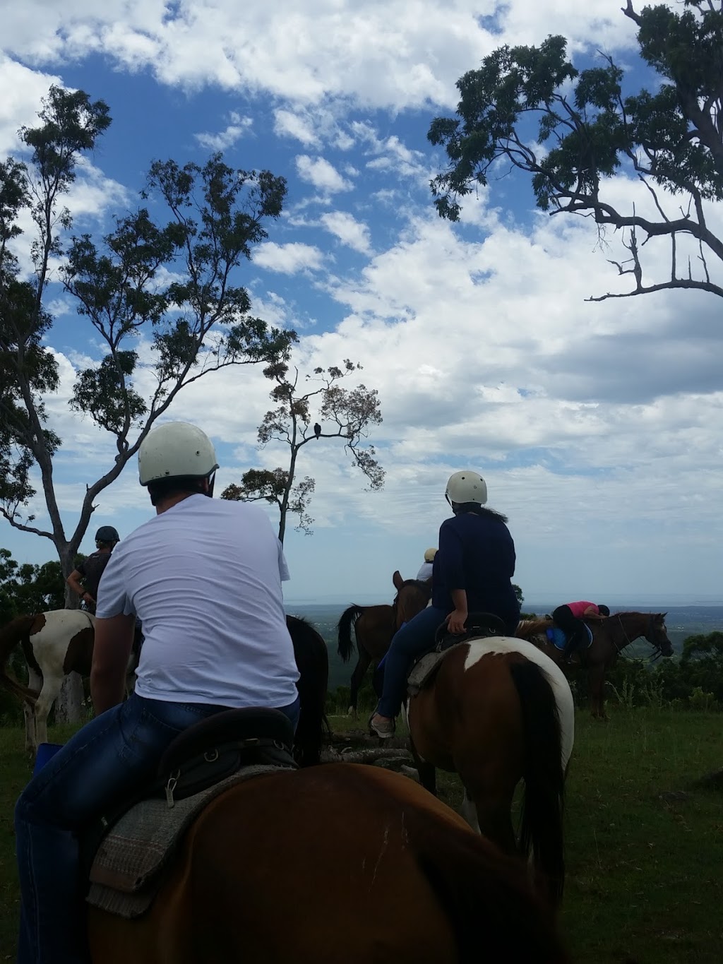 Slickers Horse Riding | 190 Ocean View Rd, Ocean View QLD 4521, Australia | Phone: (0414) 877562