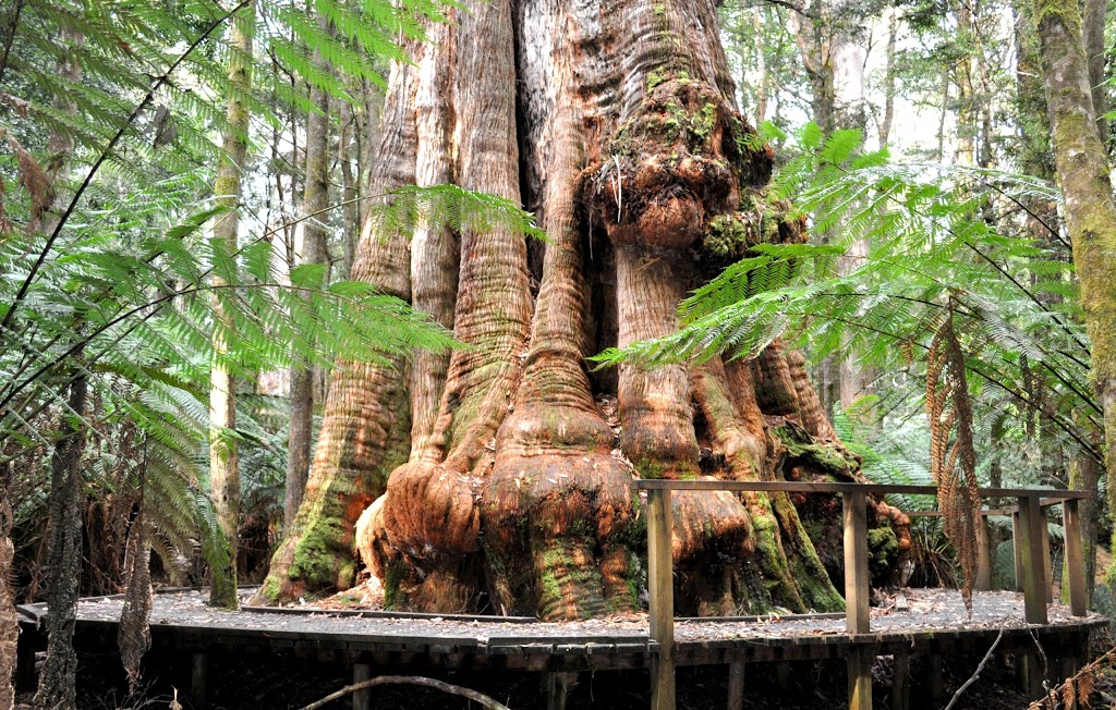 Dip Falls Forest Reserve | Mawbanna TAS 7321, Australia