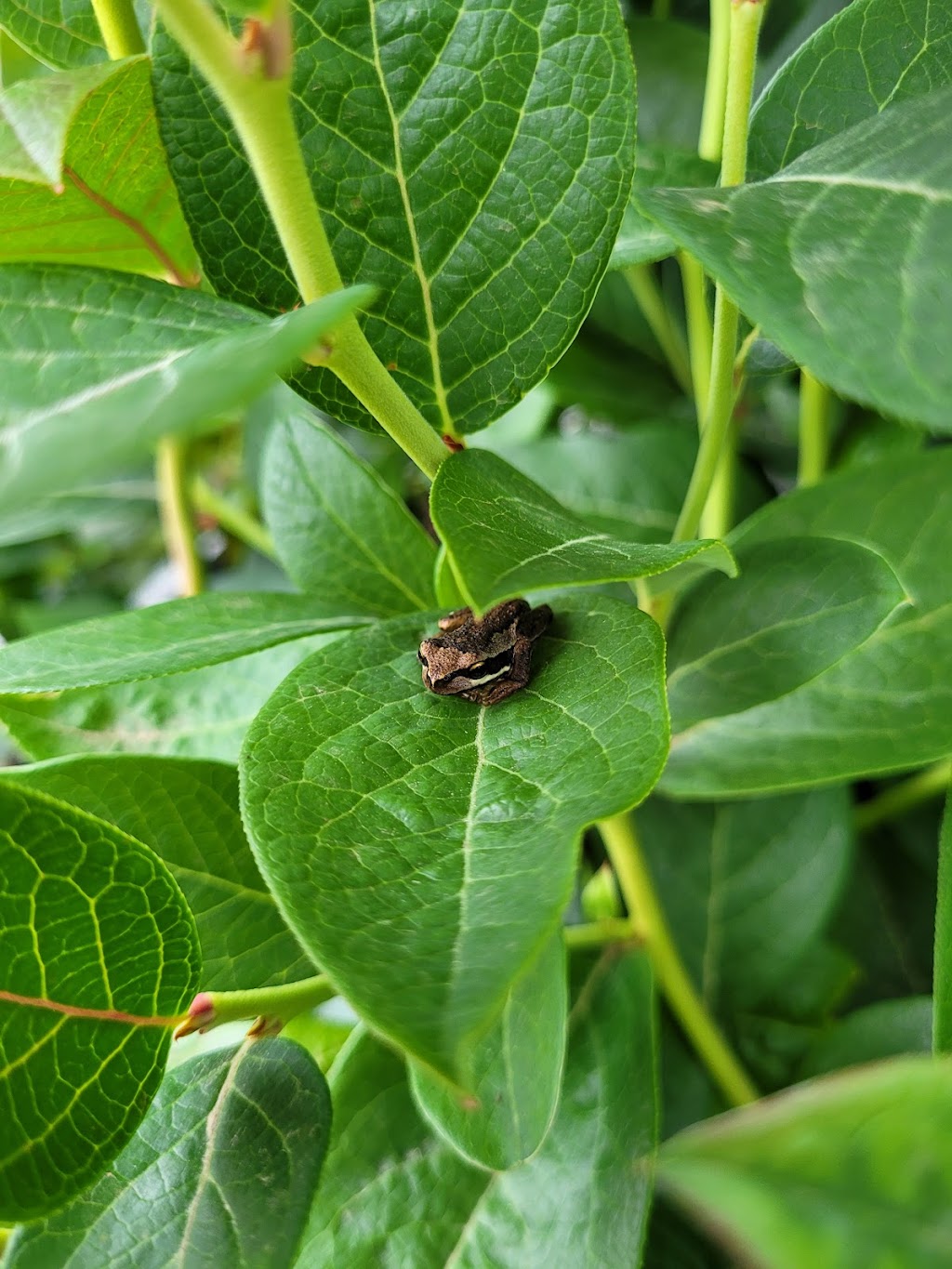 Earthbound Tasmania | 190 Gums Rd, Mountain River TAS 7109, Australia | Phone: 0413 194 708