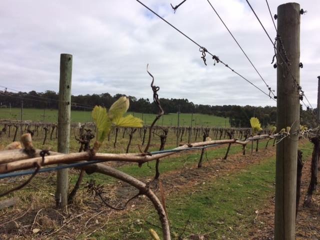 Victory Point Wines Vineyard. Open by appointment & cellar door  | store | 92 Holben Rd, Cowaramup WA 6284, Australia | 0417954655 OR +61 417 954 655