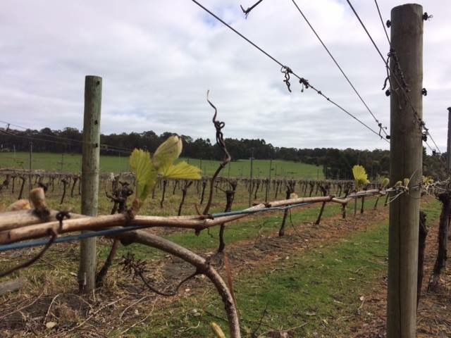 Victory Point Wines Vineyard. Open by appointment & cellar door  | 92 Holben Rd, Cowaramup WA 6284, Australia | Phone: 0417 954 655 Victory Point Wines Vineyard. Open by appointment & cellar door  | 92 Holben Rd, Cowaramup WA 6284, Australia | Phone: 0417 954 655
