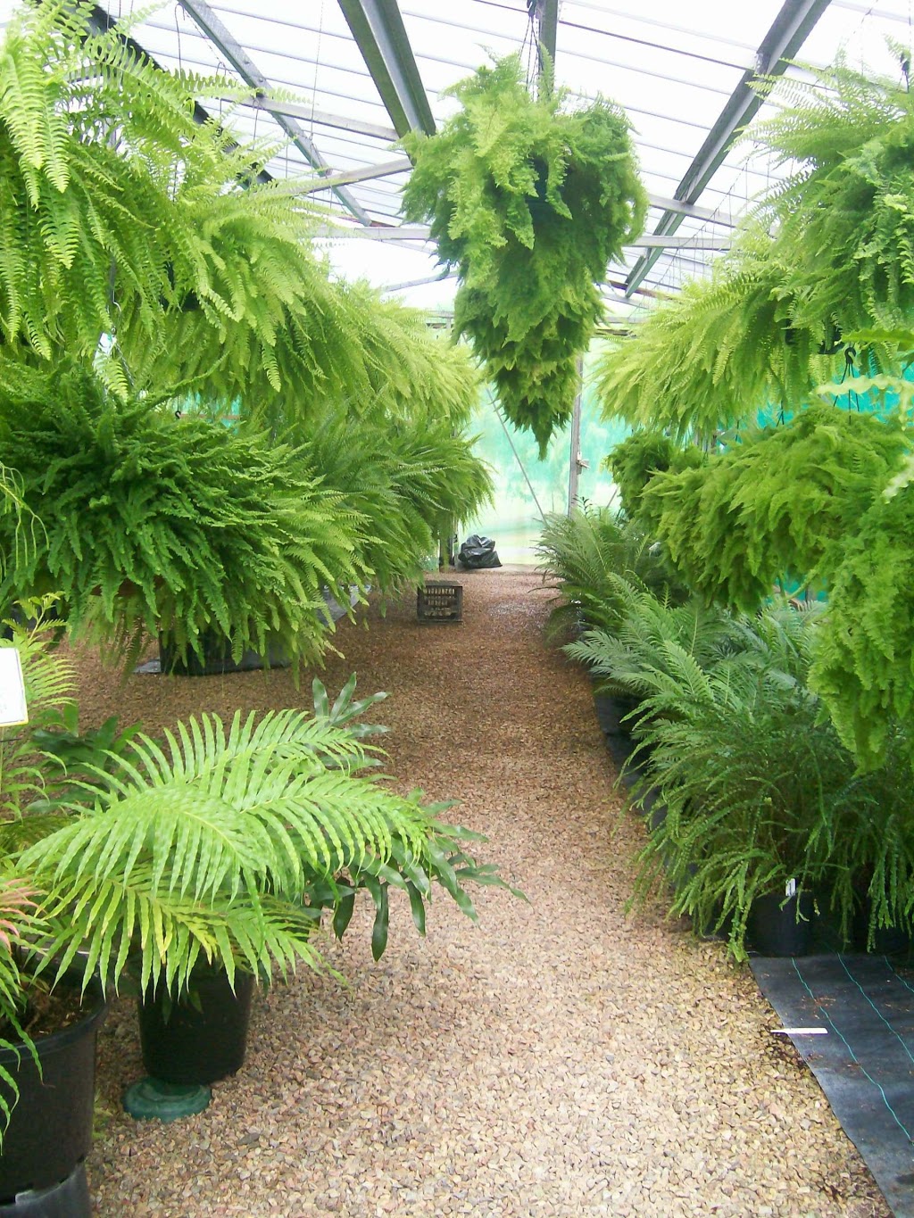 Fees Fernhouse - Tree Ferns, Hanging Ferns & Allies | 89-91 Dempsey St, Gordonvale QLD 4865, Australia | Phone: 0438 561 878