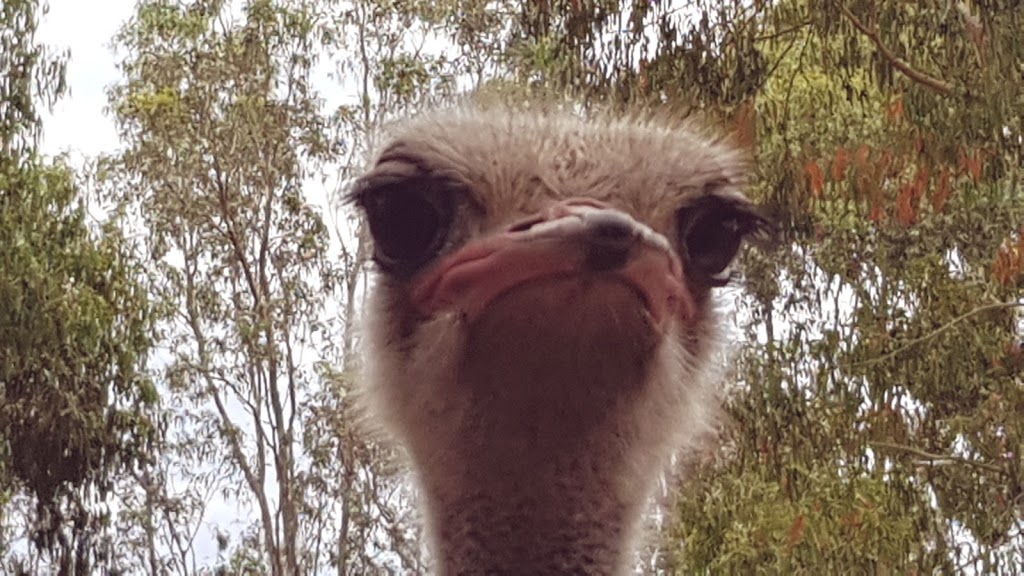 Kangaroo Island Wildlife Park | 4068 Playford Hwy, Seddon SA 5220, Australia | Phone: (08) 8559 6050