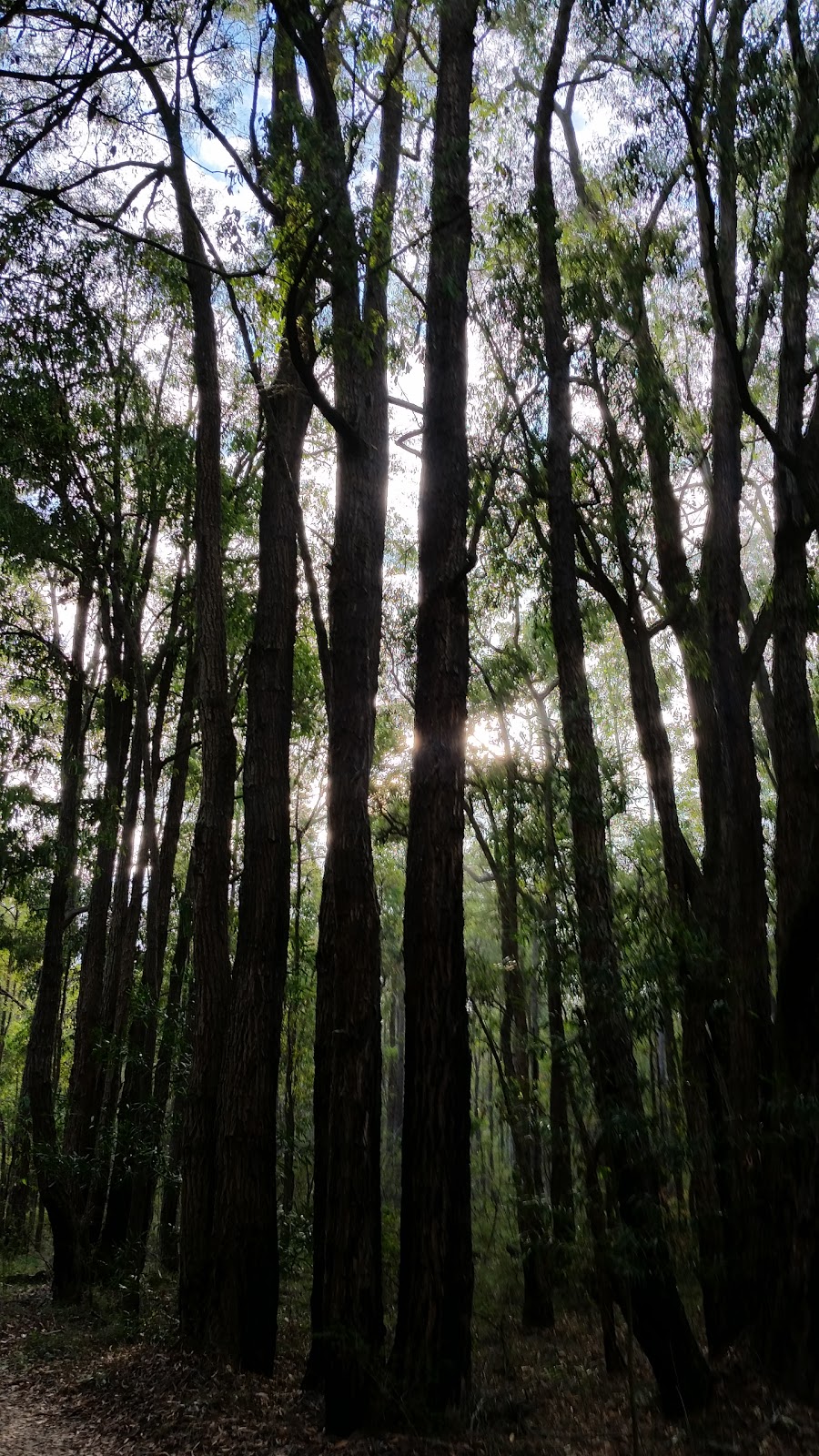 Wungong campsite | campground | Jarrahdale WA 6124, Australia