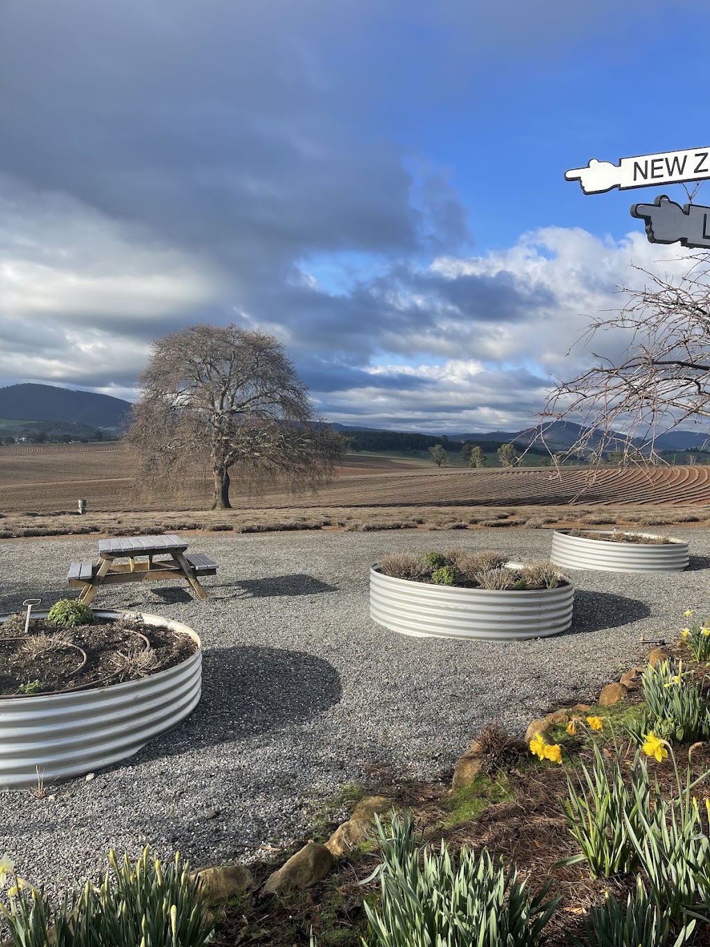 Bridestowe Lavender Farm | 296 Gillespies Rd, Nabowla TAS 7260, Australia | Phone: (03) 6352 8182
