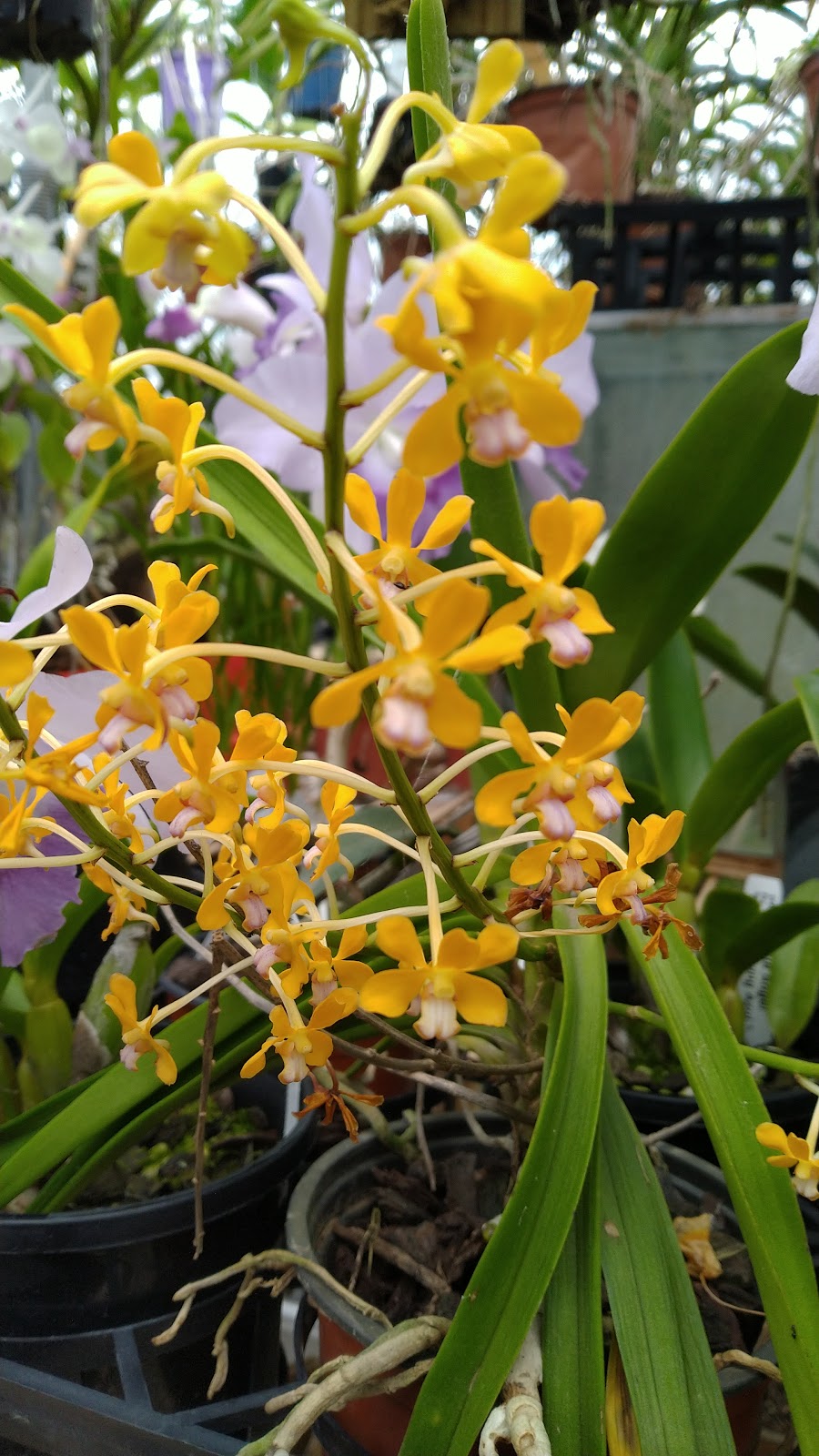 FongPing Orchids |  | 242-246 Koplick Rd, Chambers Flat QLD 4133, Australia | 0410645988 OR +61 410 645 988