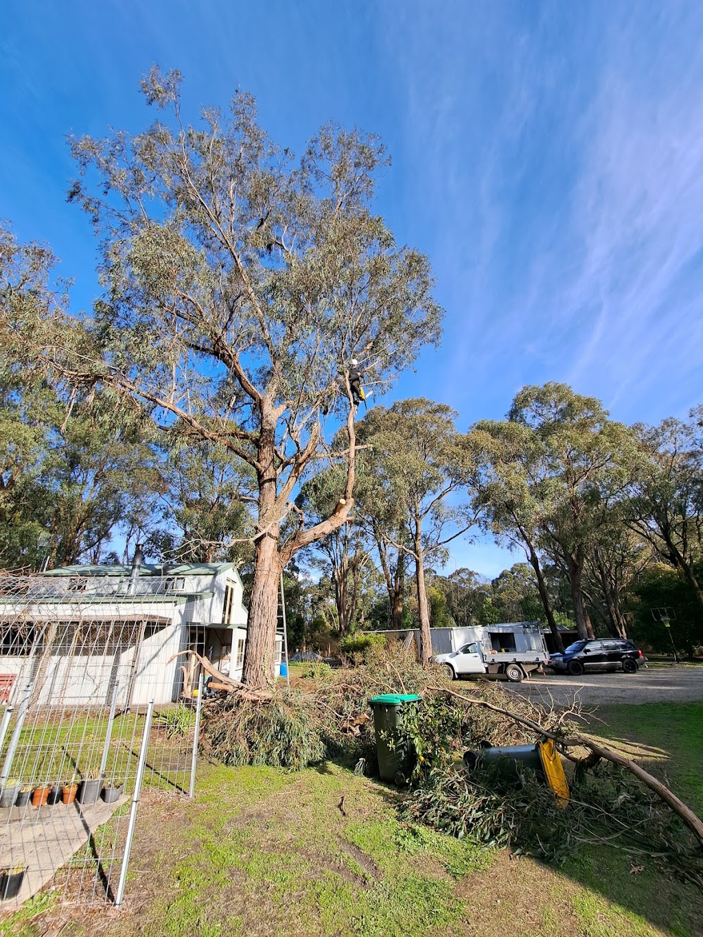 OtwayTrees | 105 Woodrowvale Rd, Elliminyt VIC 3250, Australia | Phone: 0418 346 649