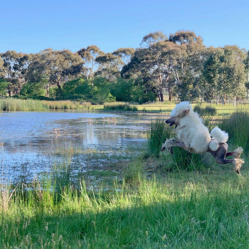 Poodle Club of SA inc |  | 40 Catharina St, Aberfoyle Park SA 5159, Australia | 0414276442 OR +61 414 276 442