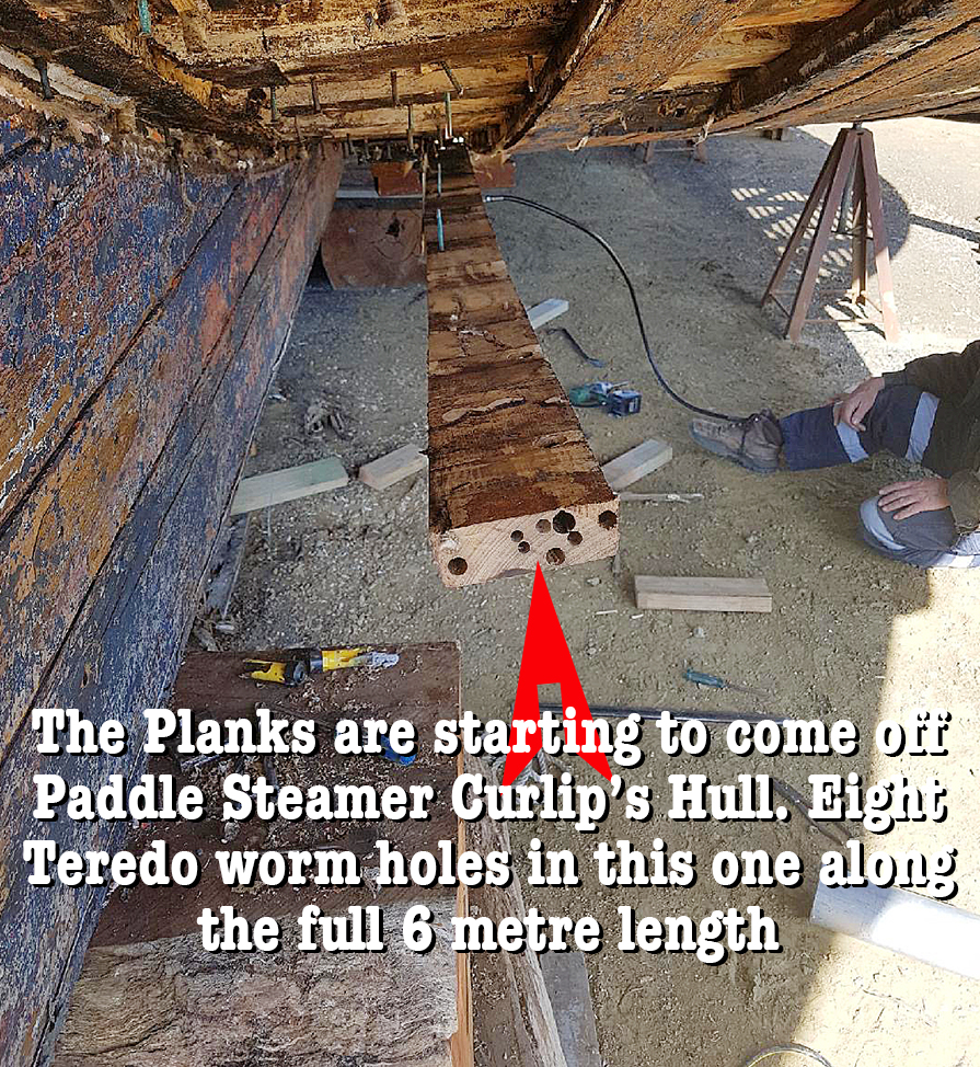 Paddle Steamer Curlip |  | Slip Rd, Paynesville VIC 3880, Australia | 0433416445 OR +61 433 416 445