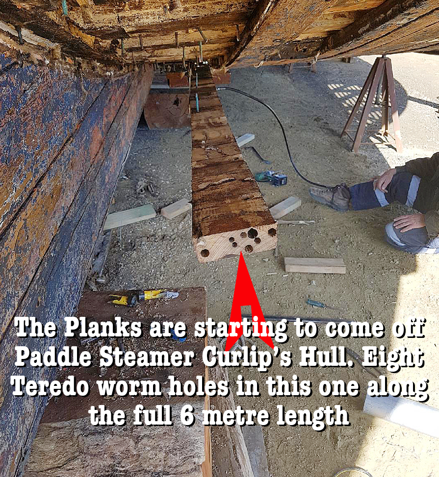 Paddle Steamer Curlip | Slip Rd, Paynesville VIC 3880, Australia | Phone: 0433 416 445