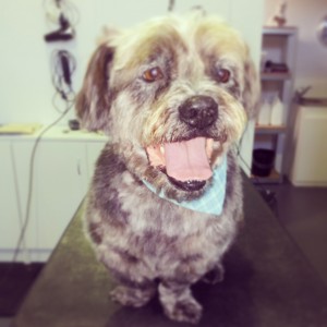 Sunshine Coast Pet Grooming | 22 Rene St, Noosaville QLD 4566, Australia | Phone: 0498 056 423