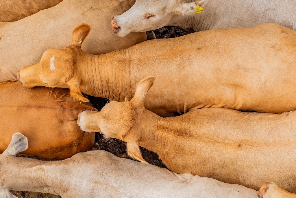 Camm Agricultural Group | Wonga Plains, 126 Mcinnerneys Rd, Irvingdale QLD 4404, Australia | Phone: (07) 4663 7730