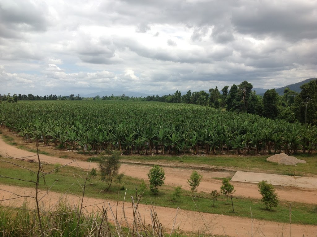 Mackays banana packing shed in Tully Valley | Cardstone QLD 4854, Australia | Phone: (07) 4088 7800