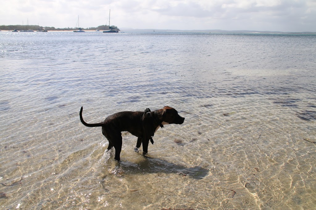 Shoal Bay Beach Off-Lead Dog Exercise Area | park | 1A Shoal Bay Rd, Shoal Bay NSW 2315, Australia