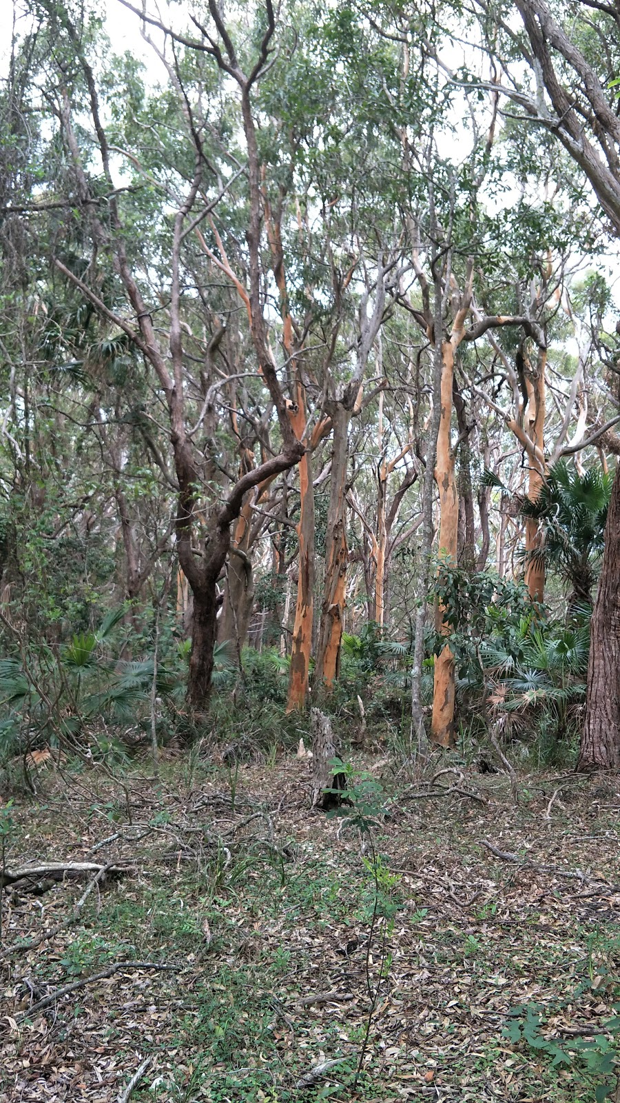 Smiths Lake Nature Reserve | Smiths Lake NSW 2428, Australia