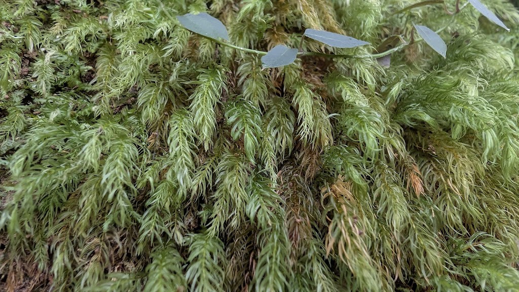 Retreat On Deakin | 808 Deakin Ave, Mildura VIC 3500, Australia | Phone: 0437 101 756