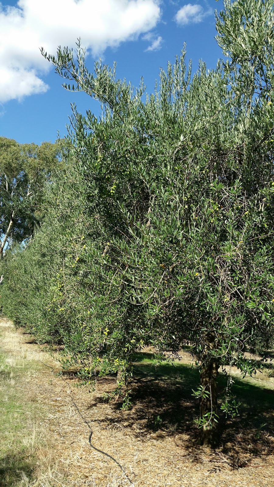 Wollundry Grove Olives | 15 Mary Gilmore Rd, Brucedale NSW 2650, Australia | Phone: 0429 201 773