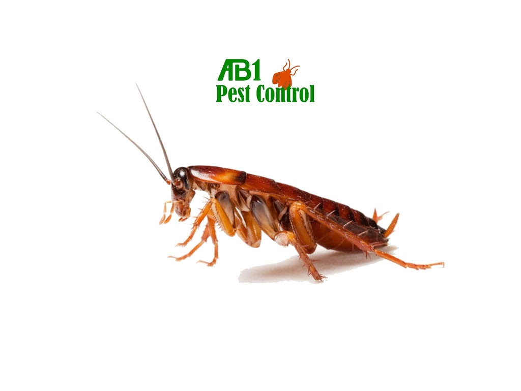 AB1 Termite & Pest Control | 62 Riley St, Oatley NSW 2223, Australia | Phone: 0481 194 619