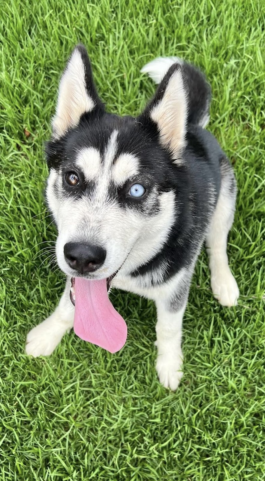 Sheps K9 Training | 155 Zeerust Rd, Zeerust VIC 3634, Australia | Phone: 0447 055 055