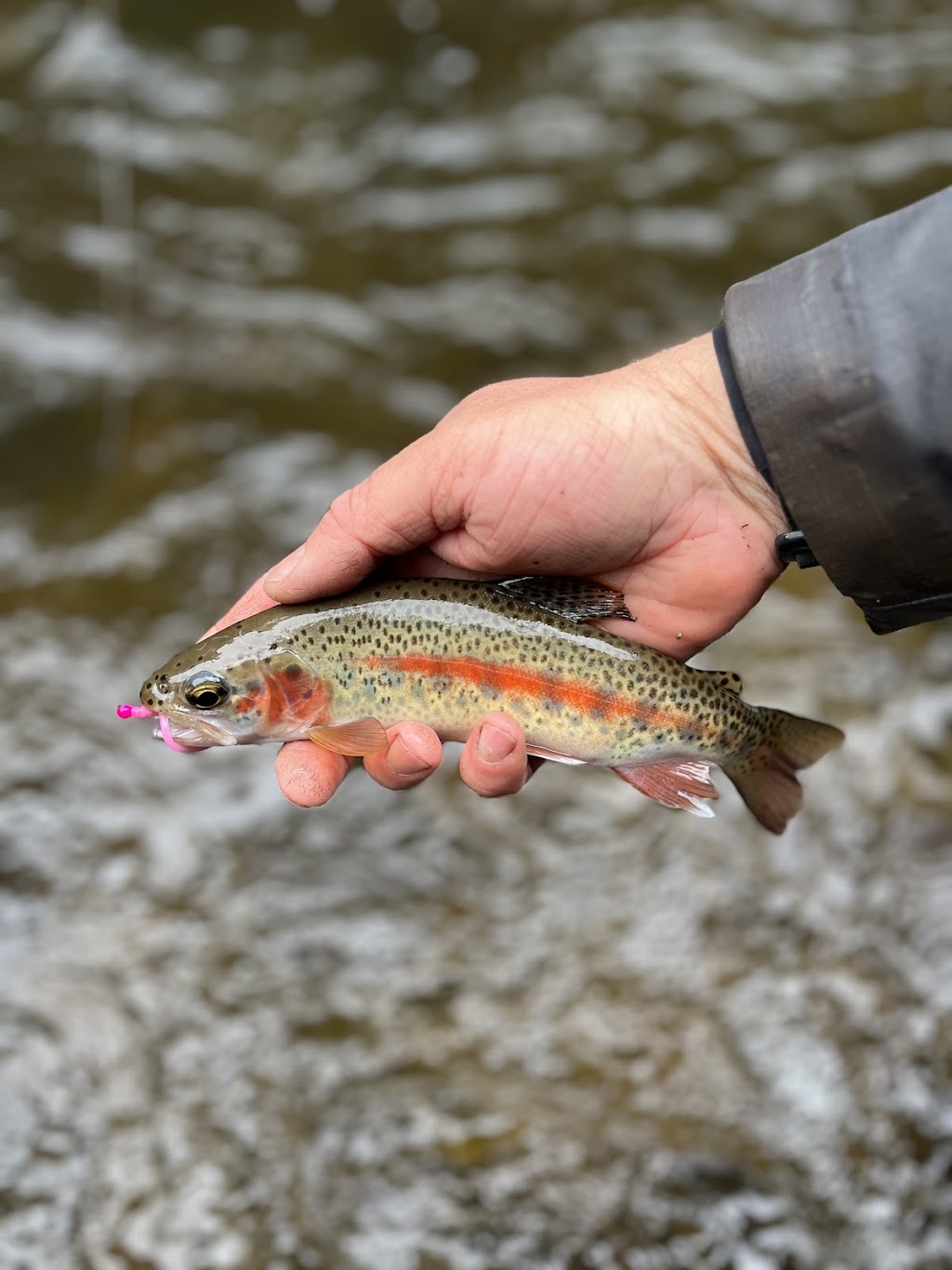 Wilderness Fly Fishing | 23 McLennan Ave, Maddingley VIC 3340, Australia | Phone: 0421 556 916