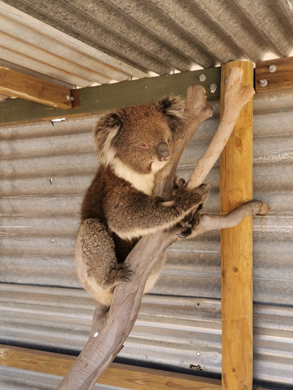 Wildwood park sanctuary animal rescue and rehabilitation | 275 Muellers Rd, Cambrai SA 5353, Australia